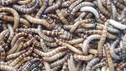 Worms, fish food in Chatuchak Market