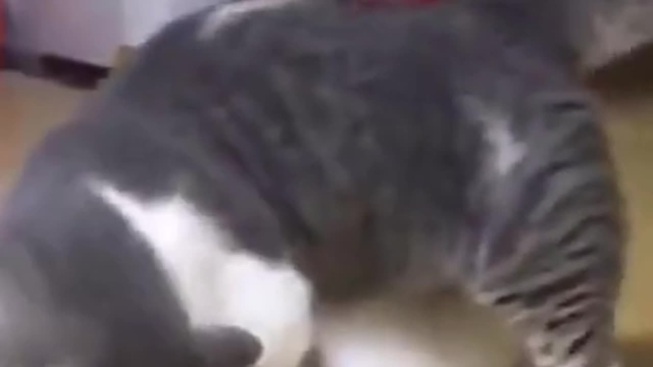 Two cats crazy fun 😂 Happy pets at home #Shorts