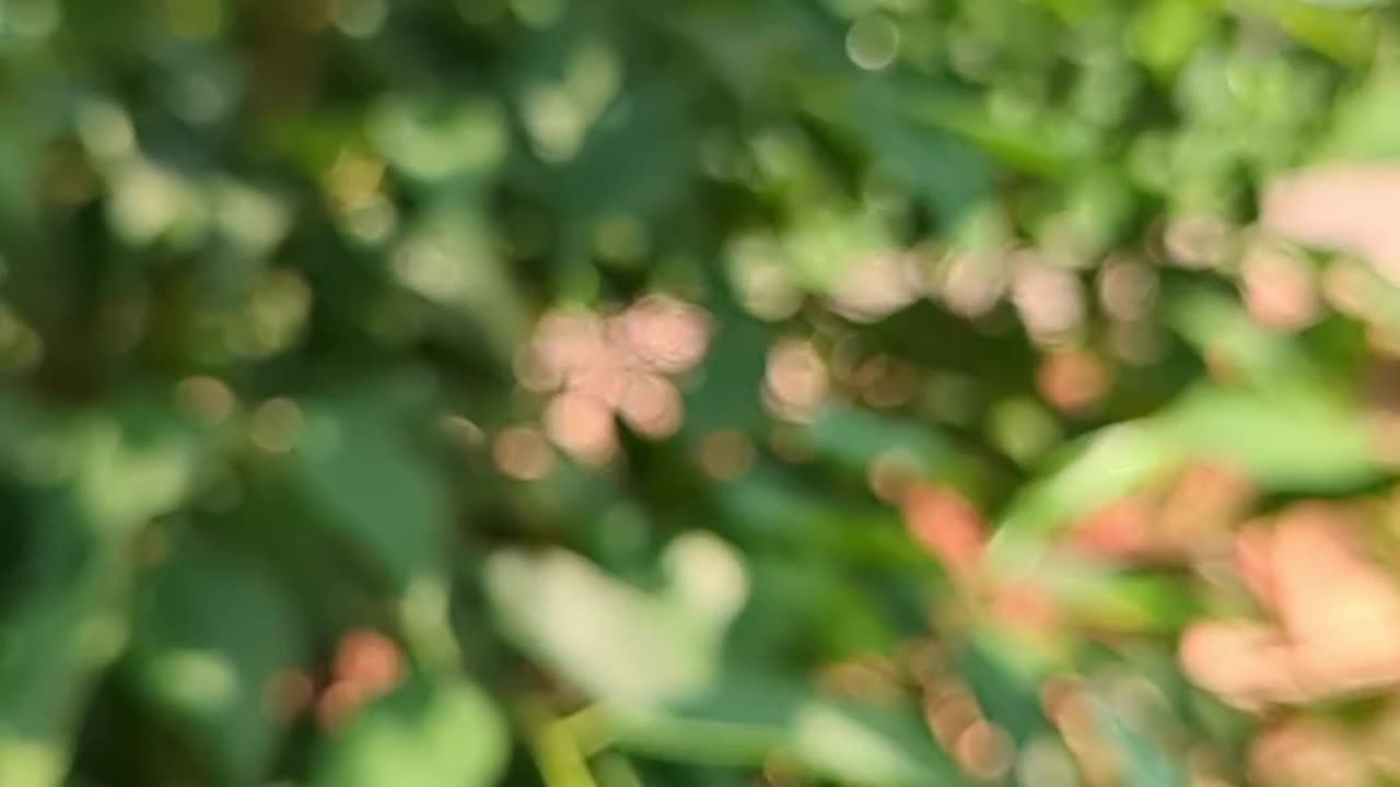 Video shorts