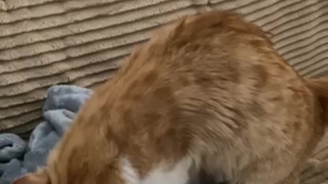 Making biscuits