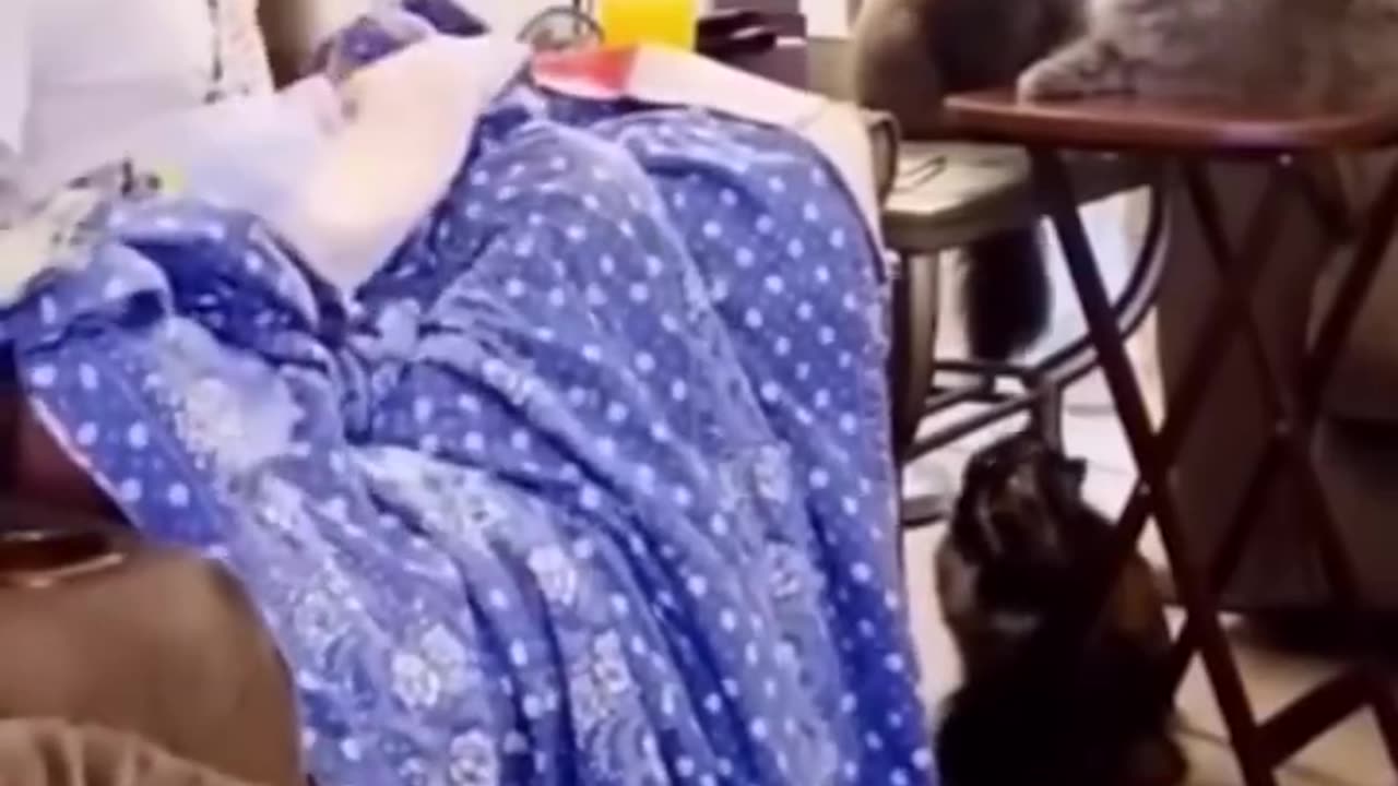 Funnnn dog cat