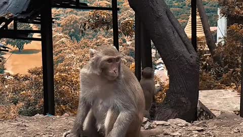 NAUGHTY MONKEY KID.