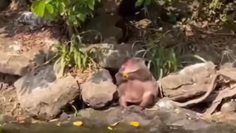 Funny animal video 😂😂😂😂
