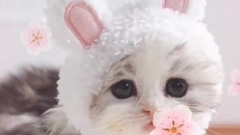 Cutie is comeing to you step by step