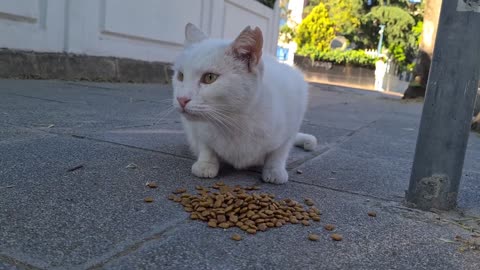 If you don_t want to be Bitten you will never touch the Wild and Angry White Cat