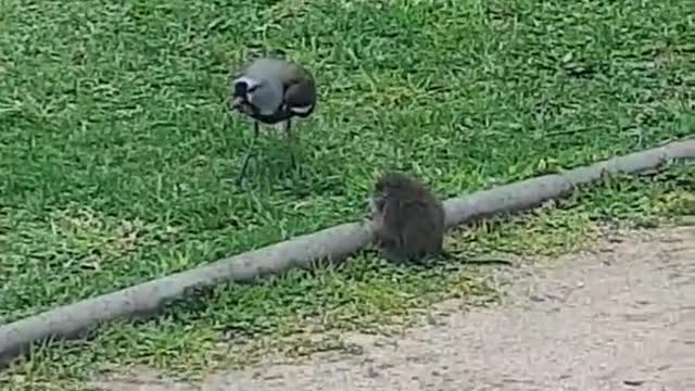 el pajaro le dicen tero/treile/queltehue por si acaso y el raton por decir se llama coipo