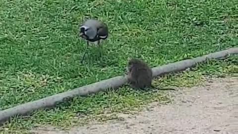 el pajaro le dicen tero/treile/queltehue por si acaso y el raton por decir se llama coipo