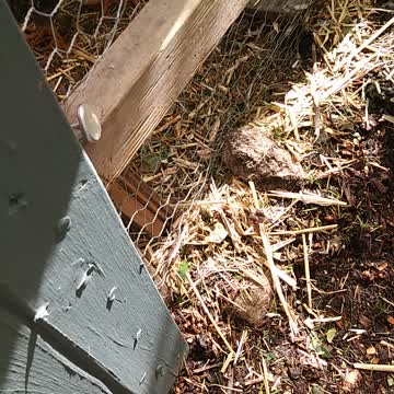 BABY BIRDS HAVE MOVED OUTSIDE 🐥