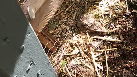 BABY BIRDS HAVE MOVED OUTSIDE 🐥