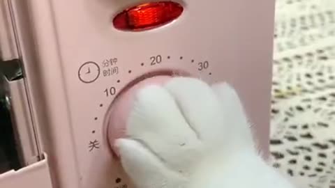 Smart Cats funny compilation Tik Tok Cats funny