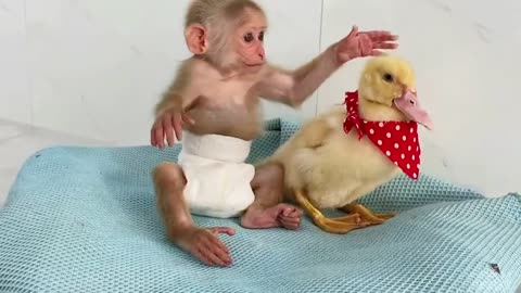 Cứ ở bên cạnh anh thì anh sẽ bảo vệ em, Vịt à