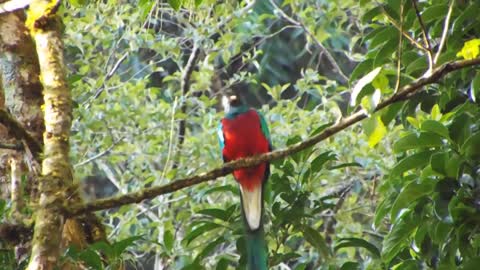 TOP 10 Most Beautiful Birds on Planet Earth #2