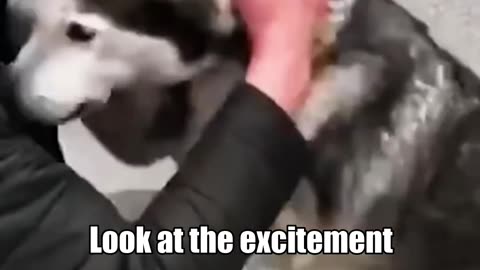 This owner Reunites with his Dog in Ukraine