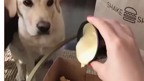 Funny vedio dog & cat 🤩🤩🤩🤩😘