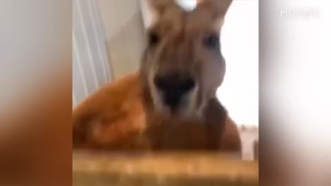 you laugh you lose Part 2