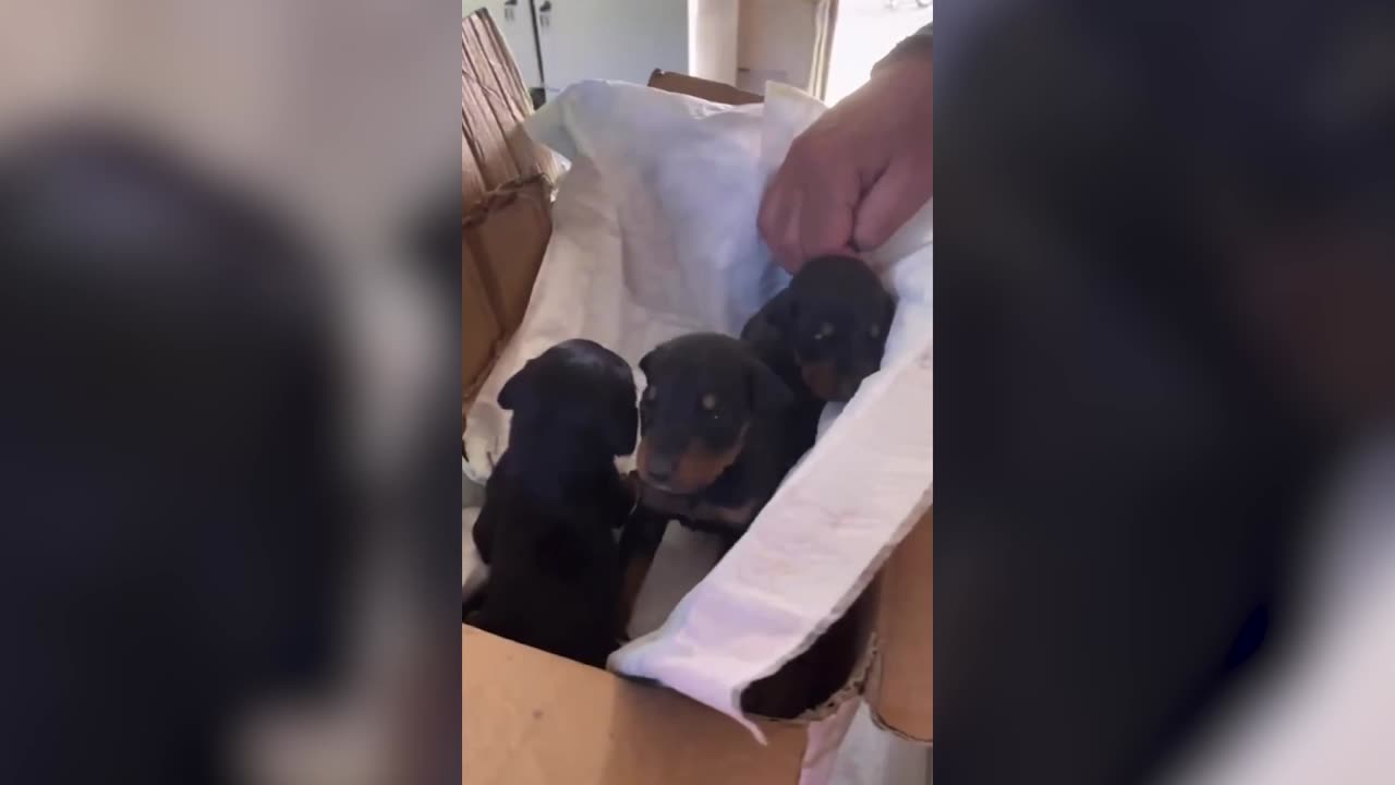 Dog And Three Pups Pulled Alive From Rubble After 29 Days 2