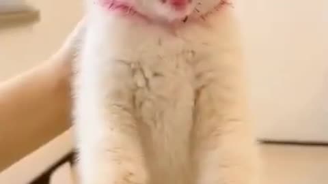 When your cat loves fruit.
