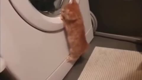 And The Kitten's Head Turned #shorts #viral #shortsvideo #video