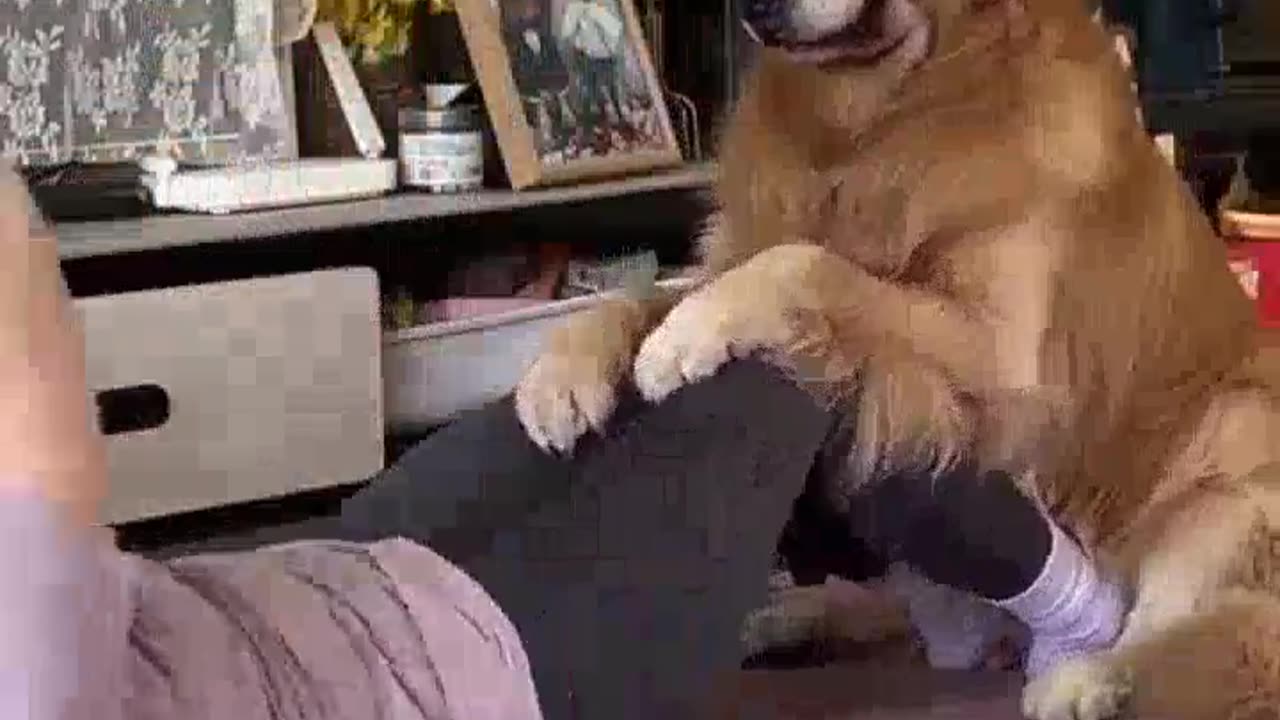 Dog always your best friend