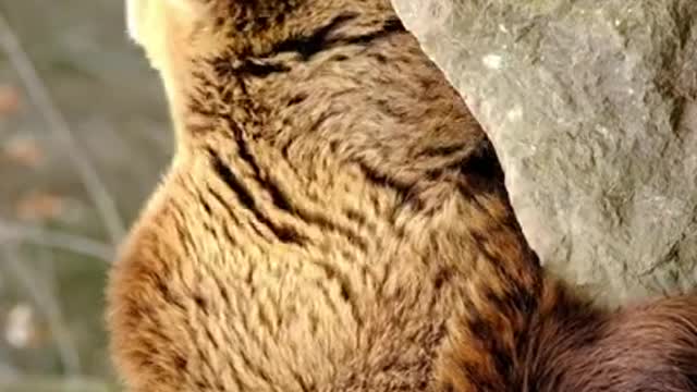 cute animals / animals video / tranding video