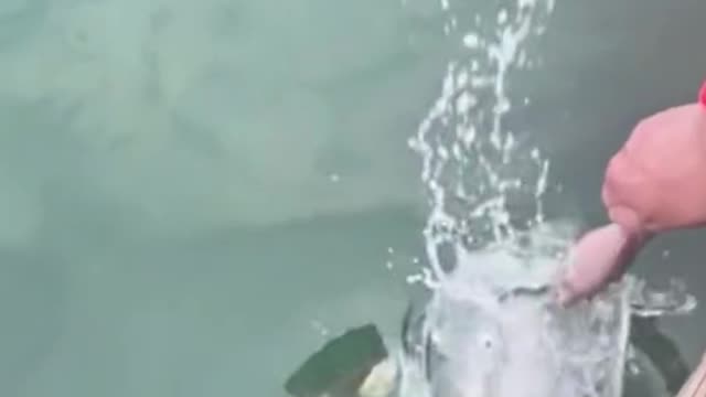 I didn't get a good look. The shark jumped up and ate the food?