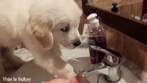 Cute Puppy Writes the Name of His Youtube Channel