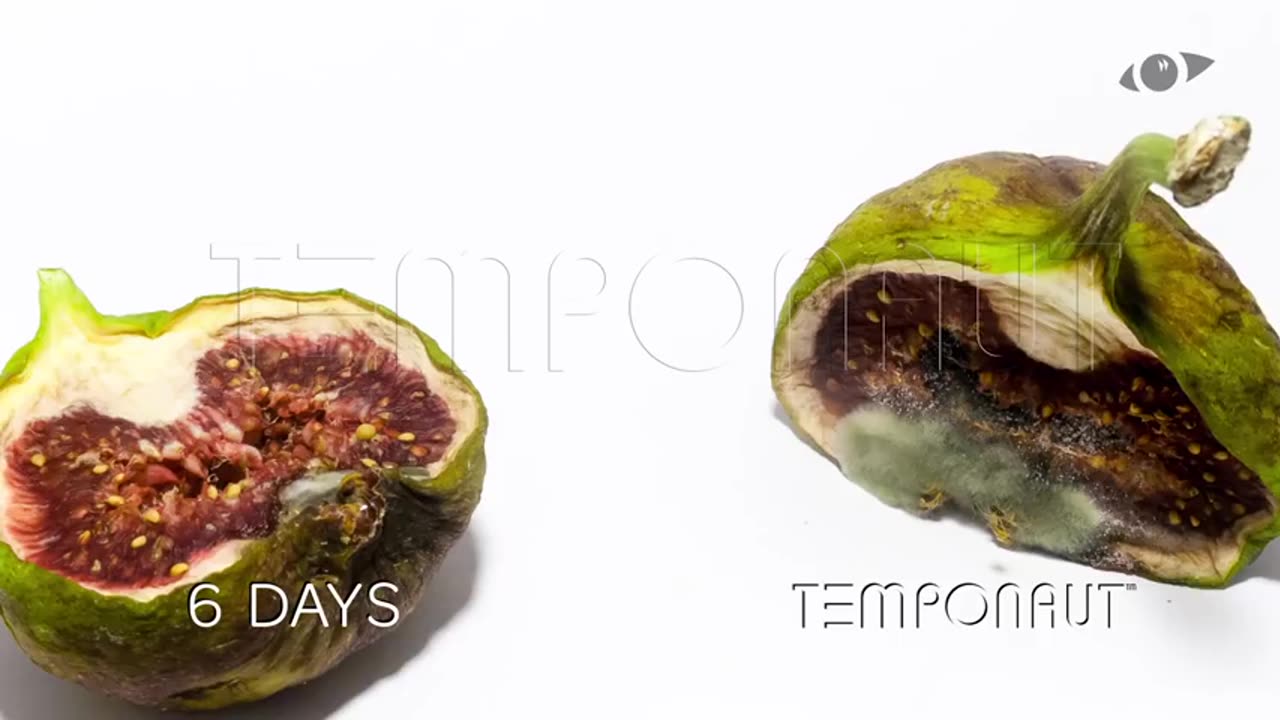 Fig Fruit Timelapse