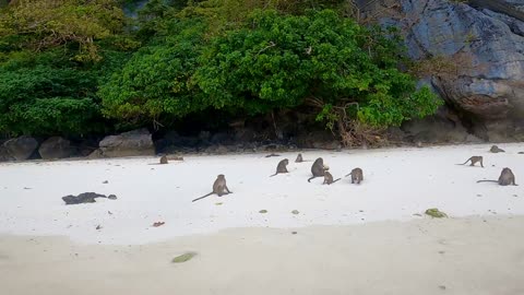 Monkeys Bully Kayaker