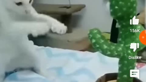Funny hilarious animals