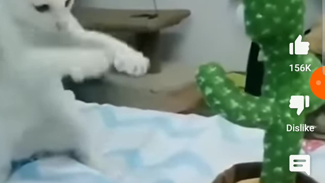 Funny hilarious animals