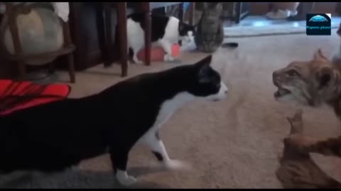 Funny Animal Videos 2023- Funniest Cats and Dogs