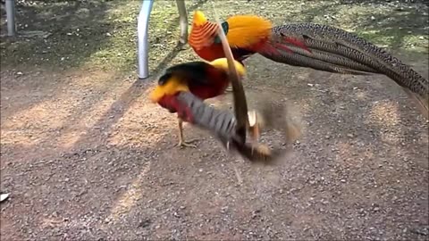Beautiful Golden Pheasants and Wading Birds
