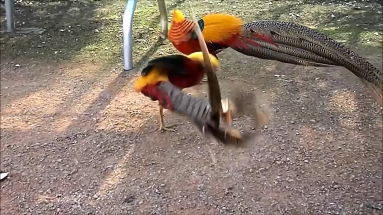 Beautiful Golden Pheasants and Wading Birds