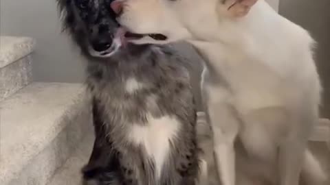 Complete Family