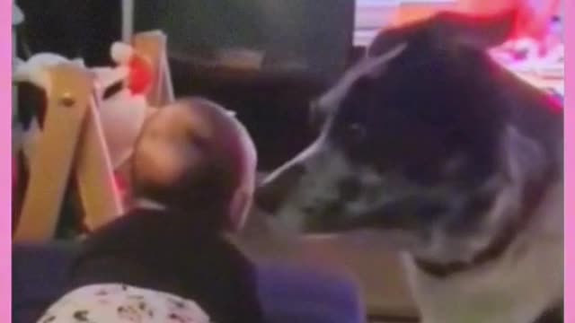 Cute funny dogs