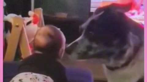 Cute funny dogs