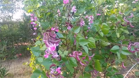 Lablab Purpureus, Hyacinth Bean, Dolichos Vine Garden Plants