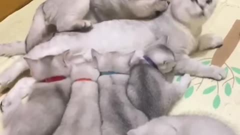 Funny cat cute cat