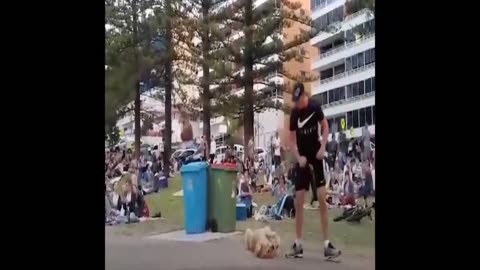 Stubborn dog