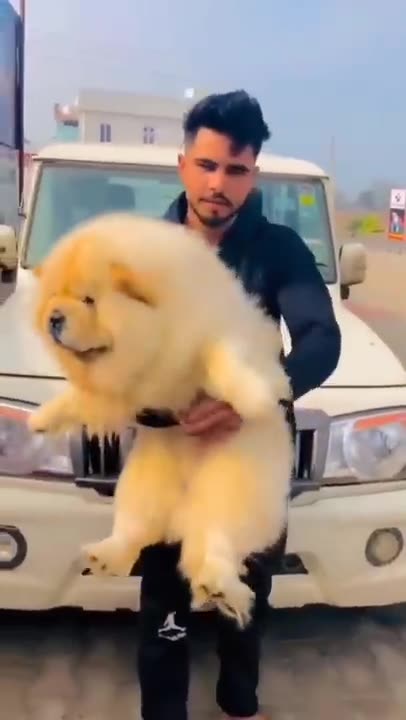 World healthest CHOW CHOW DOG 🐕❤️#shorts