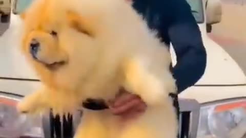 World healthest CHOW CHOW DOG 🐕❤️#shorts