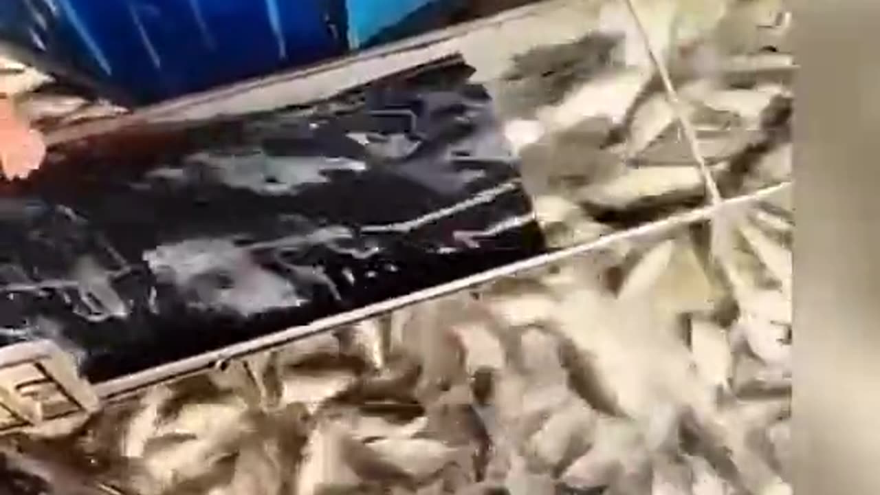 fish fall the catch of the sea