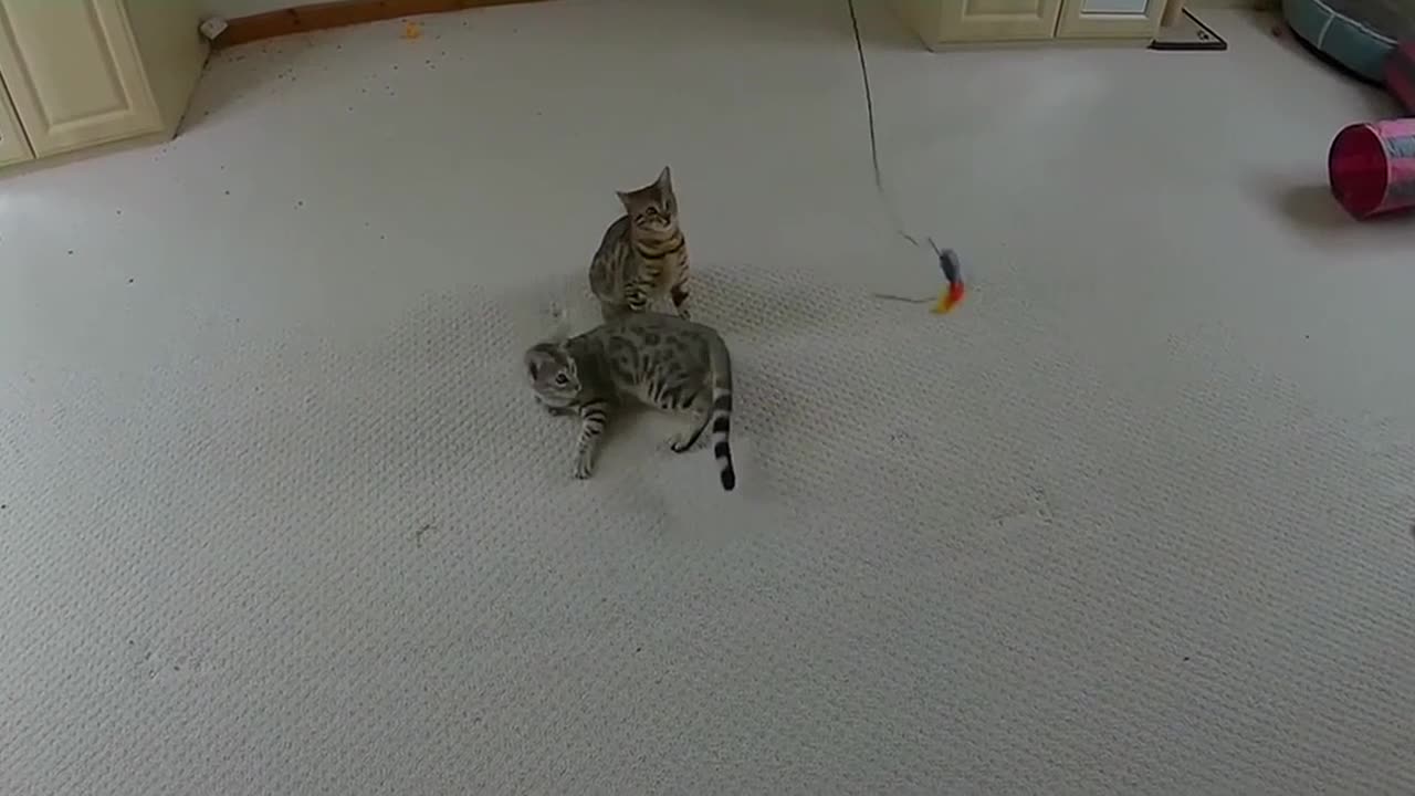 Acrobatic Bengal Kittens Amazing Athleticism
