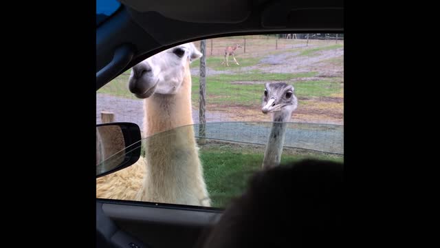 Man pranks girlfriend by rolling down window during safari