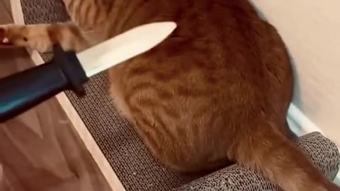 SEE HOW MY CAT WAS REACTING