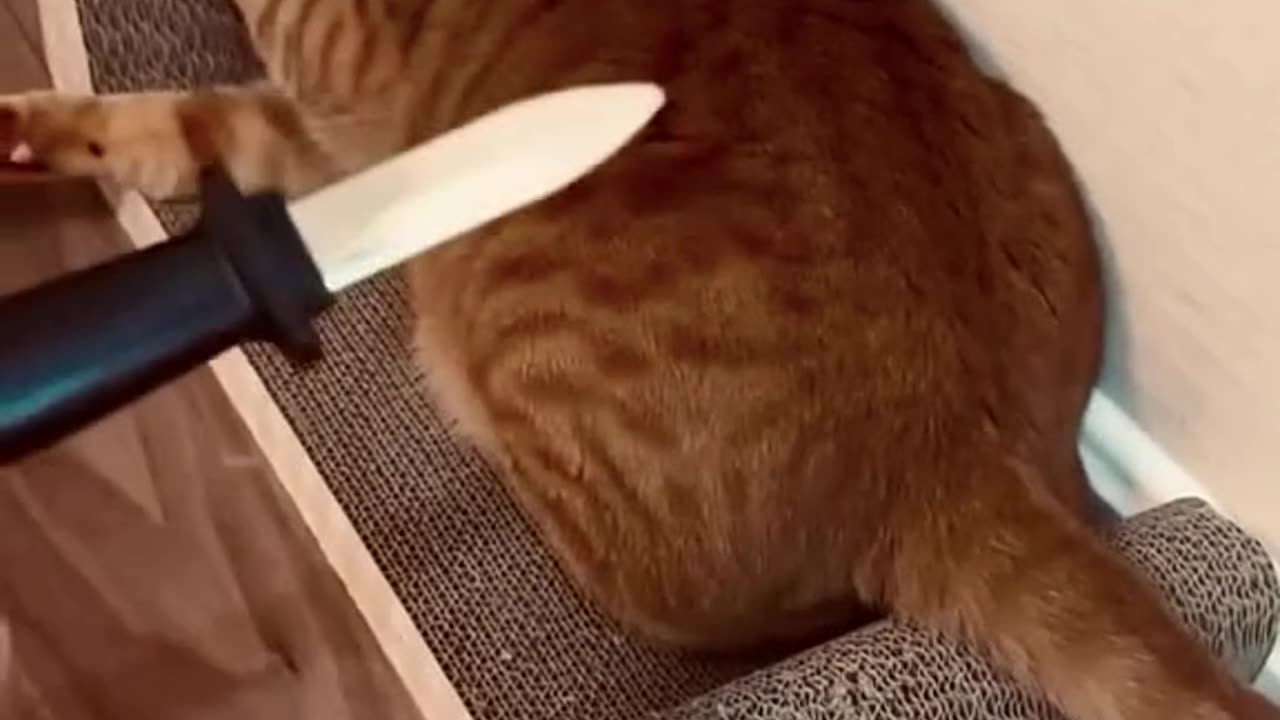 SEE HOW MY CAT WAS REACTING