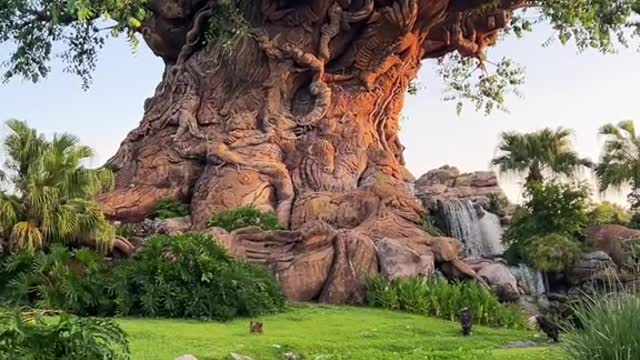 POV: you're the first person at Disney's Animal Kingdom