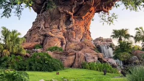 POV: you're the first person at Disney's Animal Kingdom