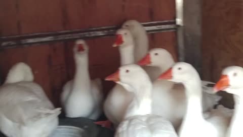Packed for Shipping