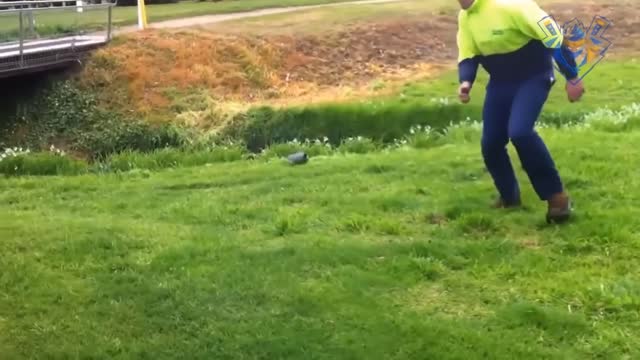 Funny animal attack. 99% try very hard to not laugh.